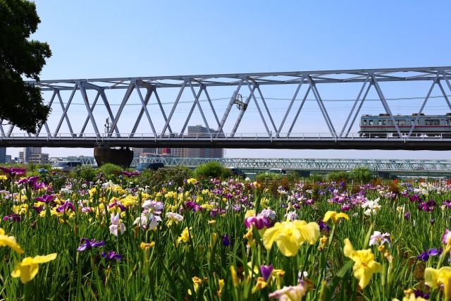 小岩菖蒲園を走る京成電車の風景　5109672_s.jpg