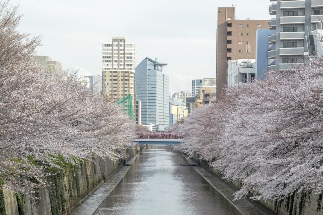 目黒川の桜.jpg